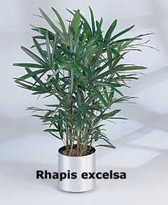 Rhapsis Palm
