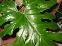 Show Boat Philodendron