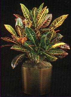 Here is a picture of a Croton Plant